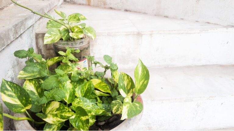 Money Plant: घर-घर में मौजूद मनी प्लांट के नाम का राज शायद ही जानते होंगे आप