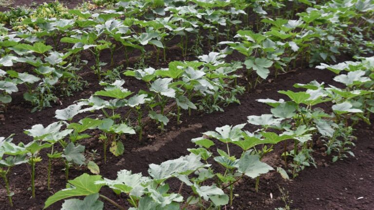 Okra Cultivation: नौकरी नहीं मिली तो उठाया ये कदम, 70 दिन में बदल गई किस्मत!