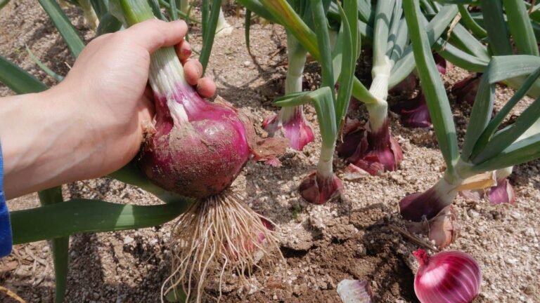 Onion farming tips: प्याज की पैदावार बढ़ाने का देसी तरीका, पैरों से दबाने के पीछे है खास वजह