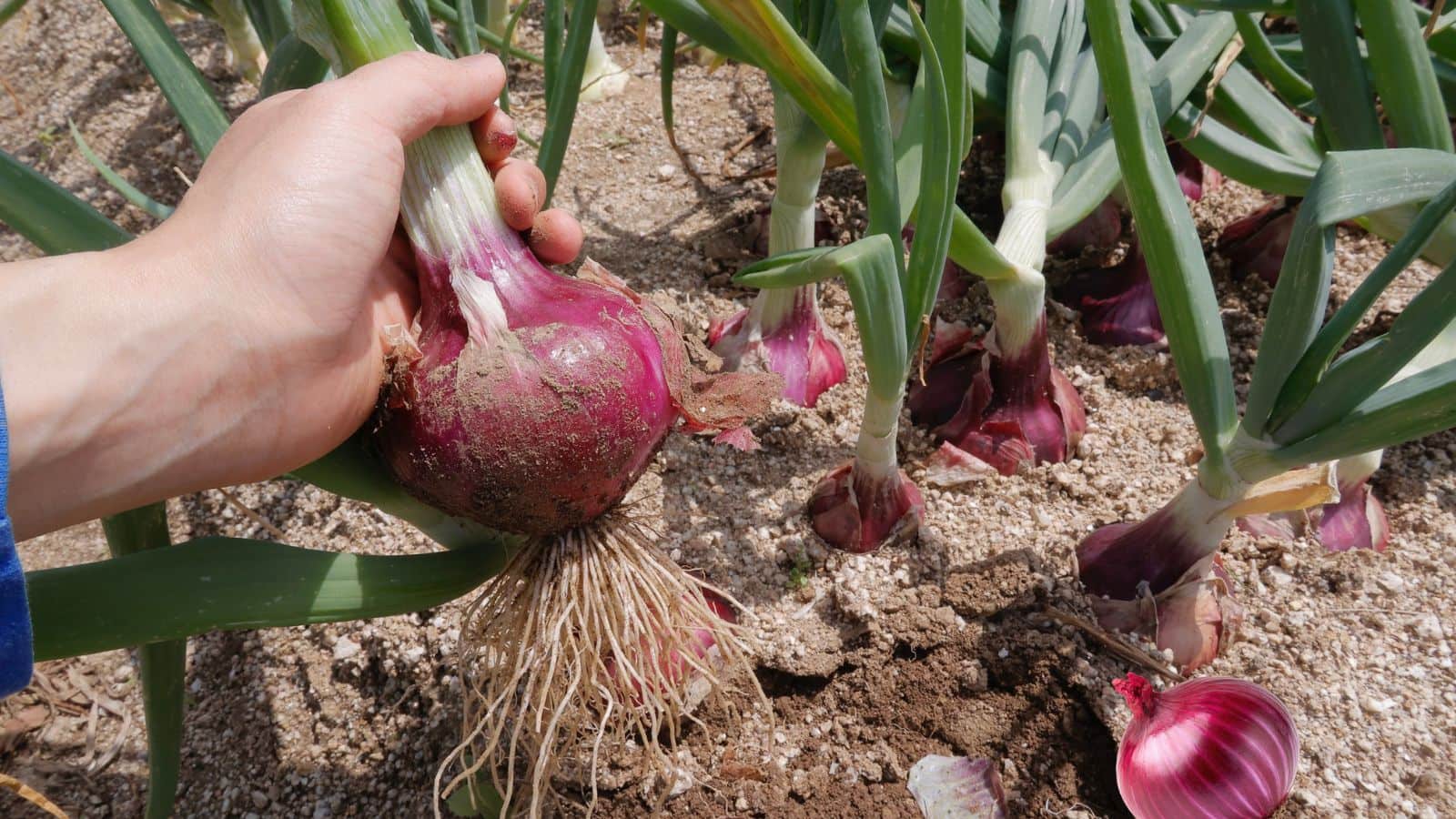 Onion farming tips: प्याज की पैदावार बढ़ाने का देसी तरीका, पैरों से दबाने के पीछे है खास वजह