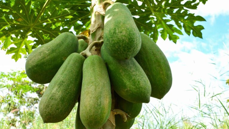 Papaya Growing Tips: पपीते की खेती में रखें इन बातों का ध्यान, तभी मिलेगा मीठा और अच्छा फल