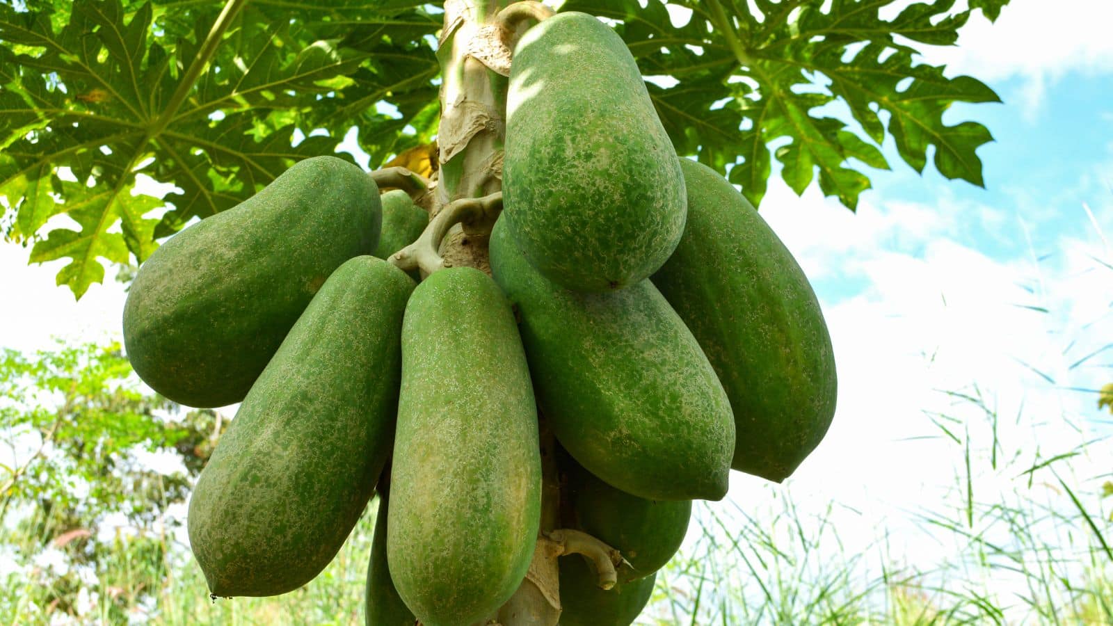 Papaya Growing Tips: पपीते की खेती में रखें इन बातों का ध्यान, तभी मिलेगा मीठा और अच्छा फल