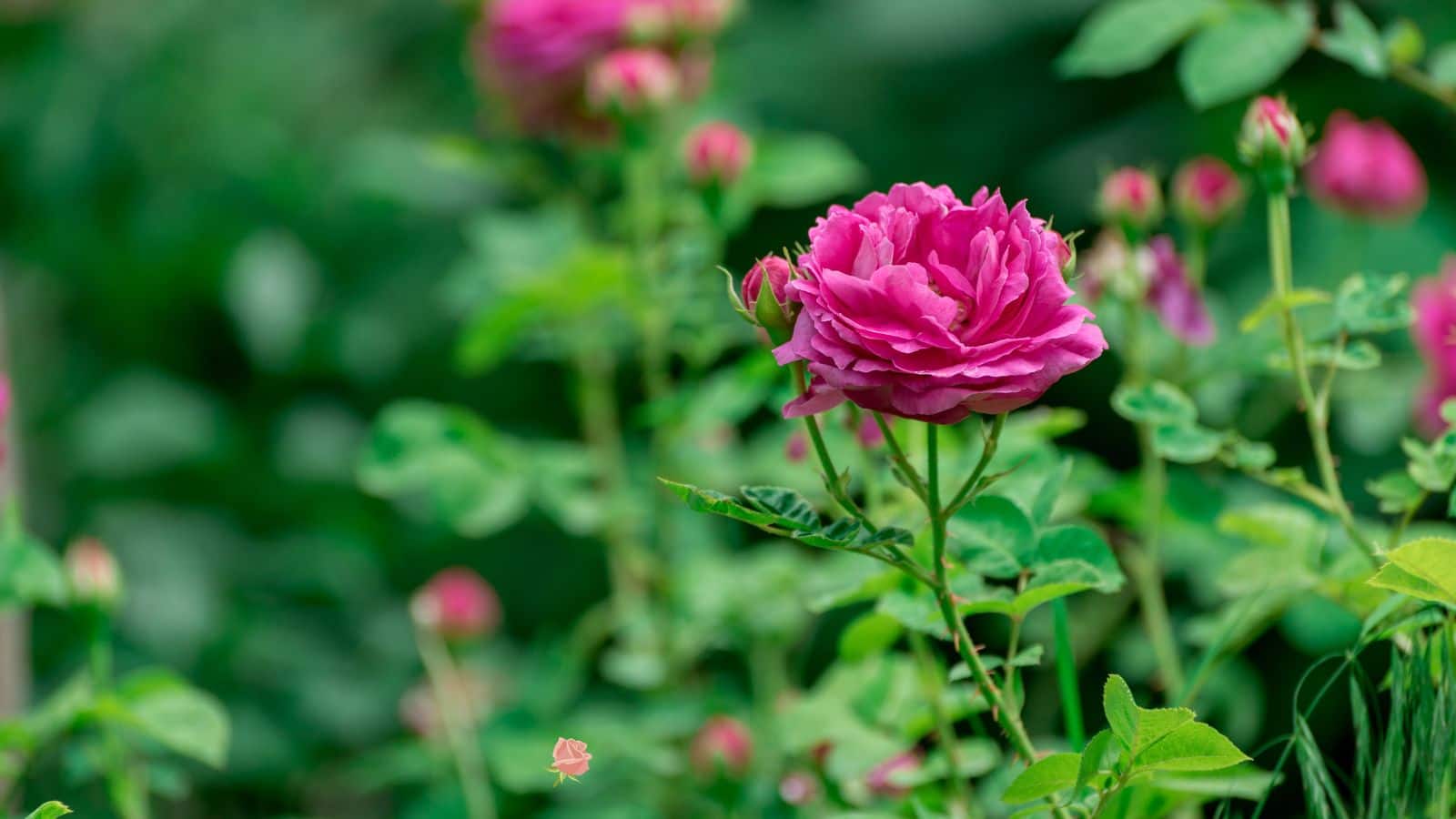 Rose plant buying tips: गुलाब का पौधा खरीदते समय रखें इन बातों का ध्यान, तभी खिलेंगे भरपूर फूल