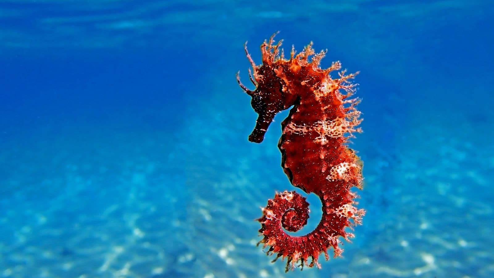 Seahorse Fish: यहां मां नहीं, ‘पापा’ बनते हैं मां! जानें इस अनोखे जीव का पूरा सच