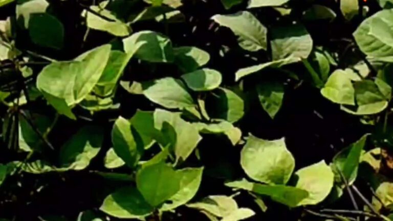 Farming Tips: धान के बाद खाली खेत न छोड़ें, उगाएं ये फसल और कमाएं अच्छा मुनाफा