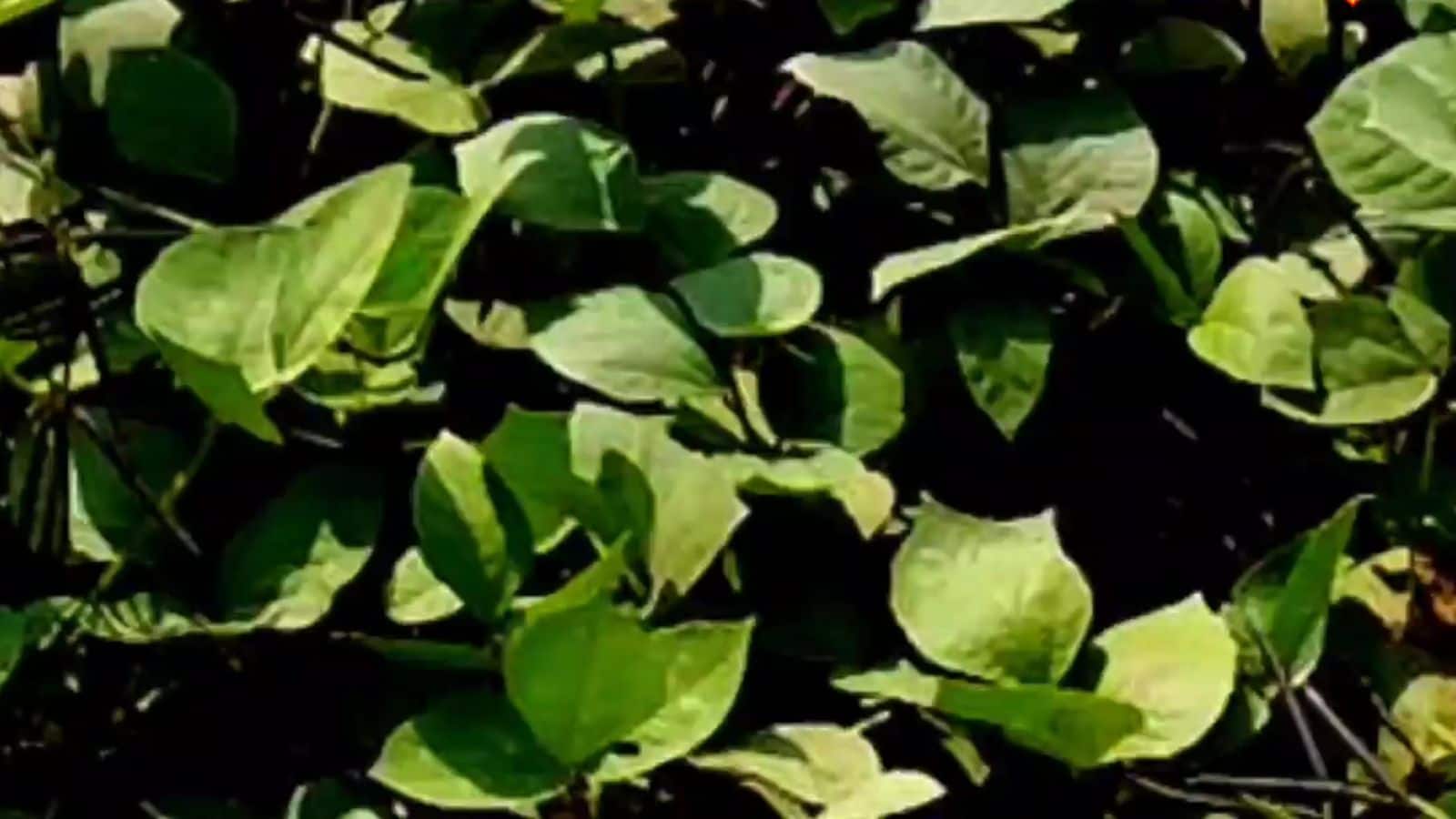 Farming Tips: धान के बाद खाली खेत न छोड़ें, उगाएं ये फसल और कमाएं अच्छा मुनाफा