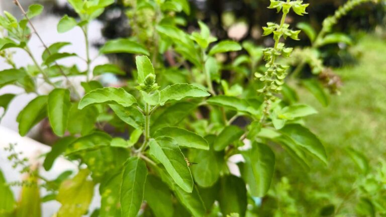Tulsi Care Tips: काले कीड़ों से बचाएं तुलसी के पौधे, अपनाएं ये दो उपाय