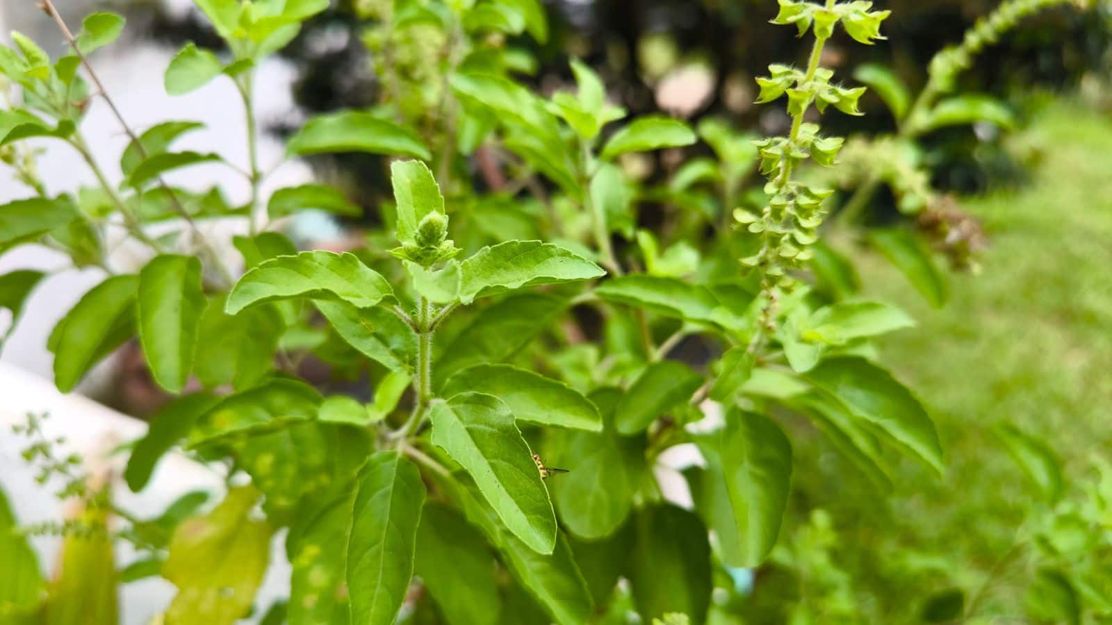 Tulsi Care Tips: काले कीड़ों से बचाएं तुलसी के पौधे, अपनाएं ये दो उपाय