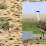 लुप्त होने की कगार पर थी Great Indian Bustard की नस्ल, कच्छ में 10 साल बाद चूजे का हुआ जन्म, इस तरह बचाई जान