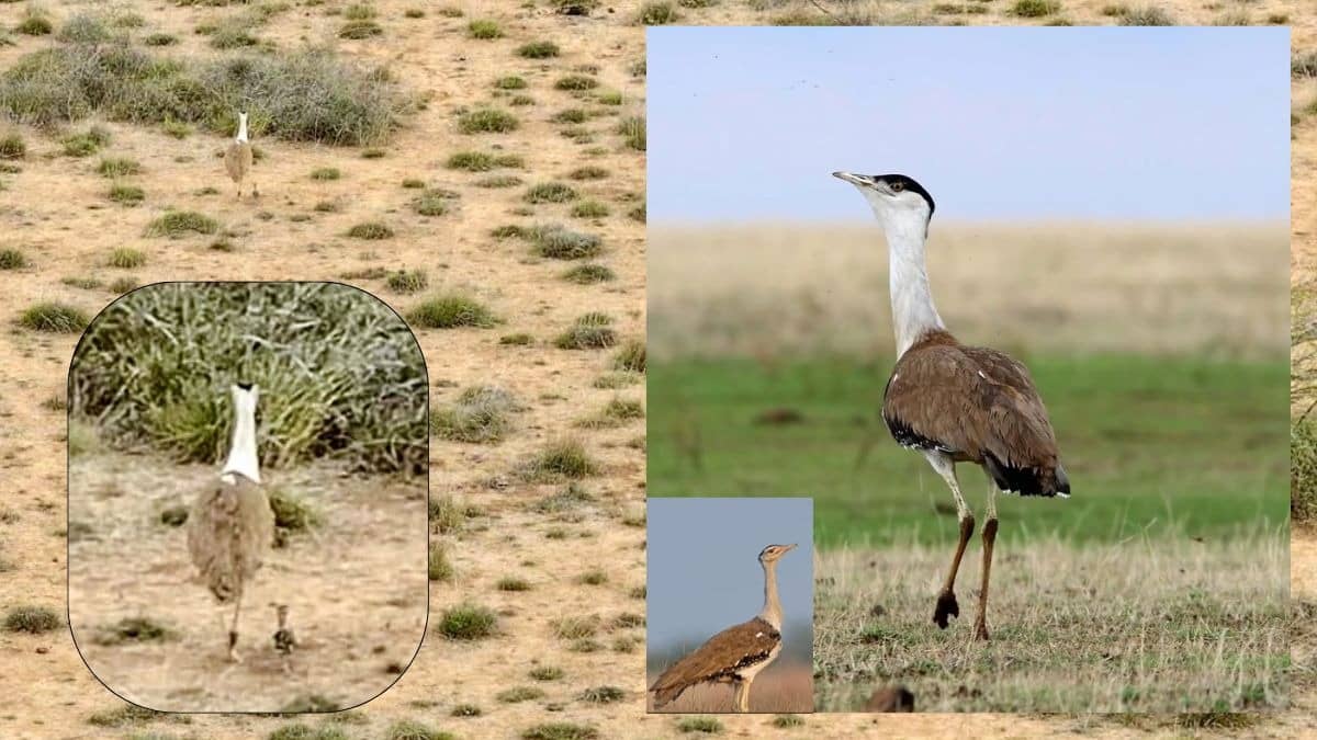 लुप्त होने की कगार पर थी Great Indian Bustard की नस्ल, कच्छ में 10 साल बाद चूजे का हुआ जन्म, इस तरह बचाई जान