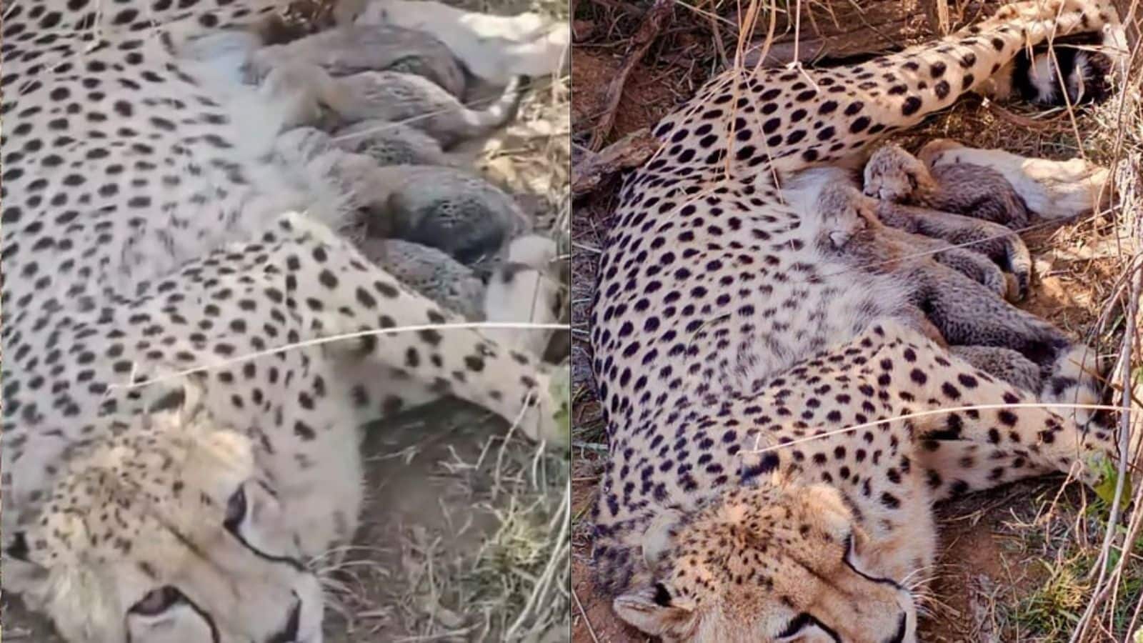 Kuno National Park: नामीबियाई चीता 'ज्वाला' ने 5 शावकों को दिया जन्म, भारत में चीतों की संख्या बढ़कर 53 हुई