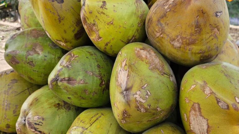 Coconut Buying Tips: गर्मियों में मीठा नारियल कैसे चुनें? जानिए एक्सपर्ट टिप्स