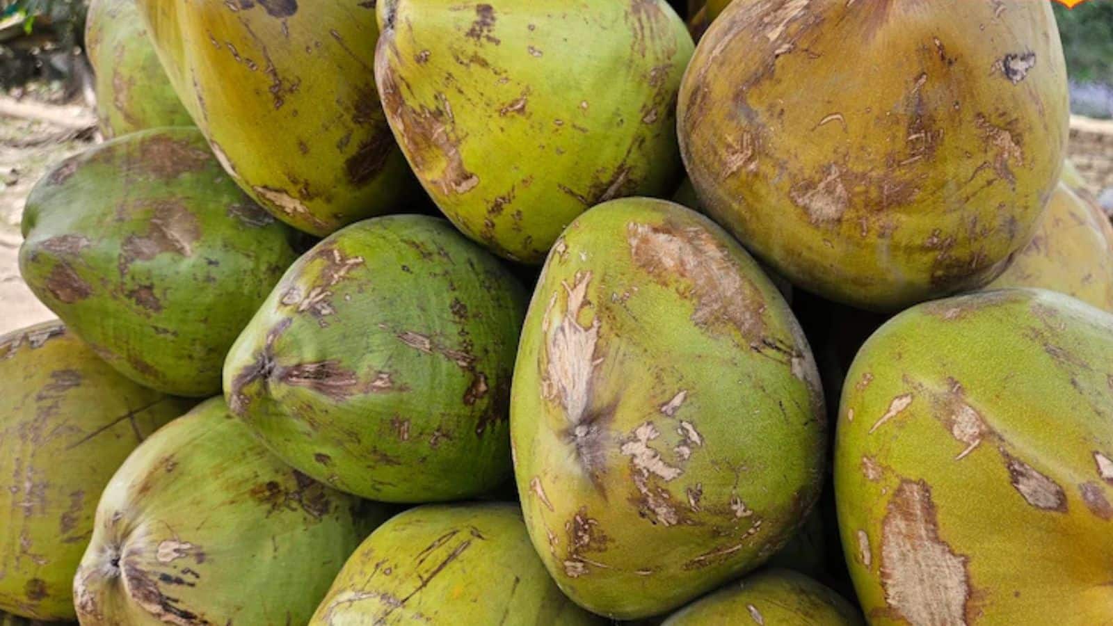 Coconut Buying Tips: गर्मियों में मीठा नारियल कैसे चुनें? जानिए एक्सपर्ट टिप्स