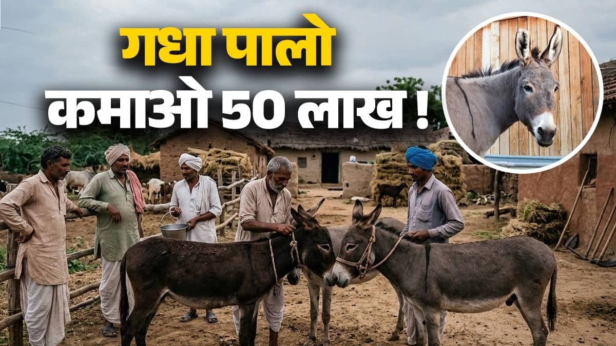 Donkey Scheme: गधा पालने के लिए सरकार आपको देगी 50 लाख, जानें कैसे उठाएं इसका लाभ और क्यों लाई गई है ये स्‍कीम