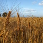 Elfin Agro IPO Listing: सुस्त लिस्टिंग के बाद ऊपर चढ़ा ₹47 का शेयर, नई एंट्री से पहले चेक करें कारोबारी सेहत