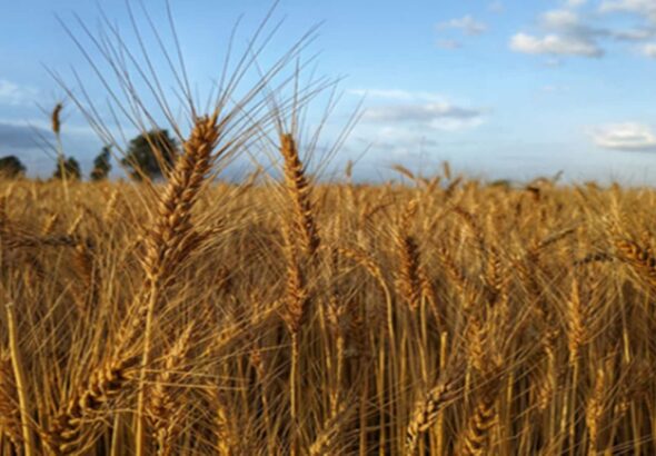 Elfin Agro IPO Listing: सुस्त लिस्टिंग के बाद ऊपर चढ़ा ₹47 का शेयर, नई एंट्री से पहले चेक करें कारोबारी सेहत