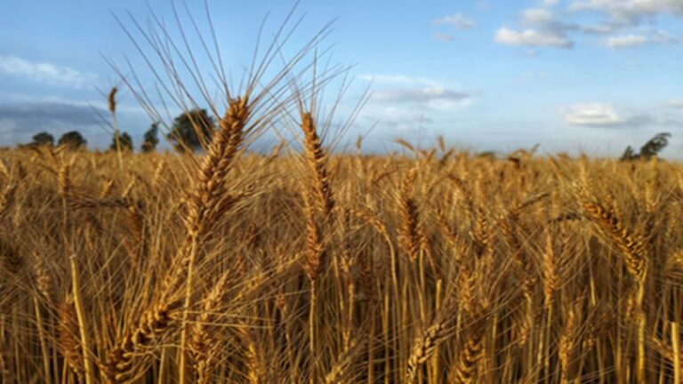 Elfin Agro IPO Listing: सुस्त लिस्टिंग के बाद ऊपर चढ़ा ₹47 का शेयर, नई एंट्री से पहले चेक करें कारोबारी सेहत