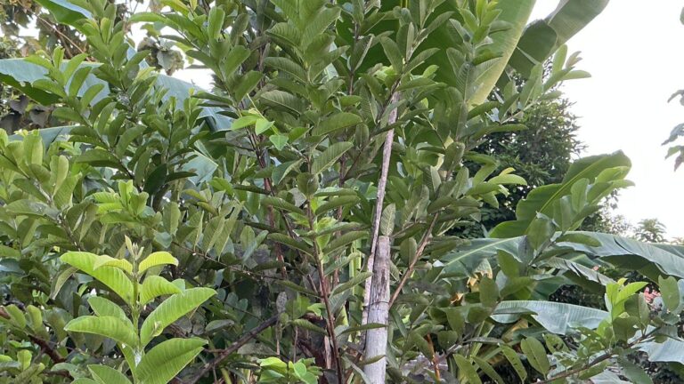 Gardening Tips: अमरूद के पेड़ पर फल नहीं लग रहे? ये आसान उपाय बदल देंगे नतीजा