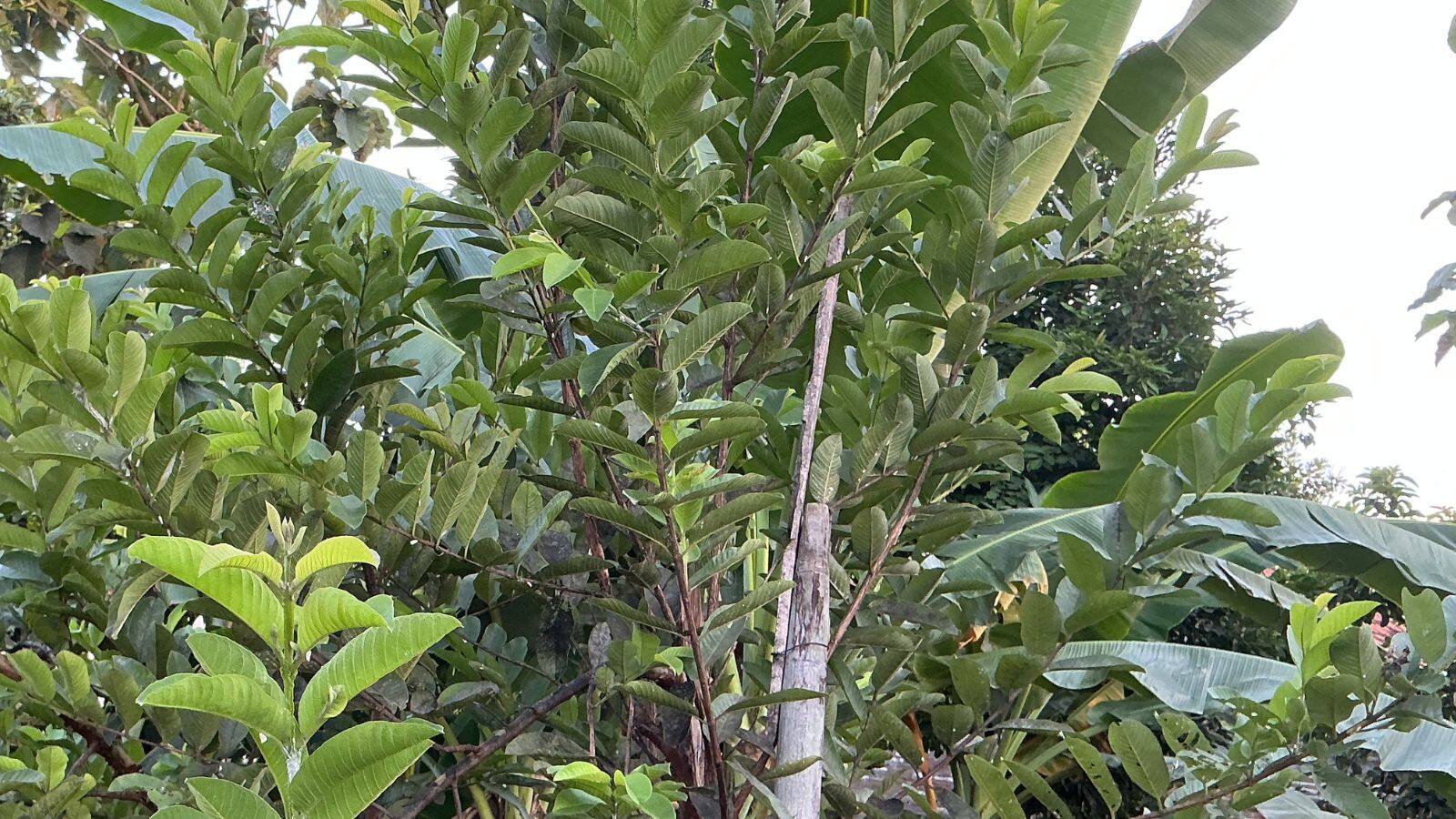 Gardening Tips: अमरूद के पेड़ पर फल नहीं लग रहे? ये आसान उपाय बदल देंगे नतीजा