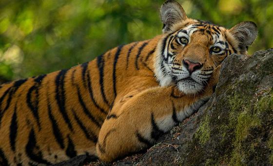 प्रवासी प्रजातियों की गिरती आबादी, संयुक्त राष्ट्र की चेतावनी