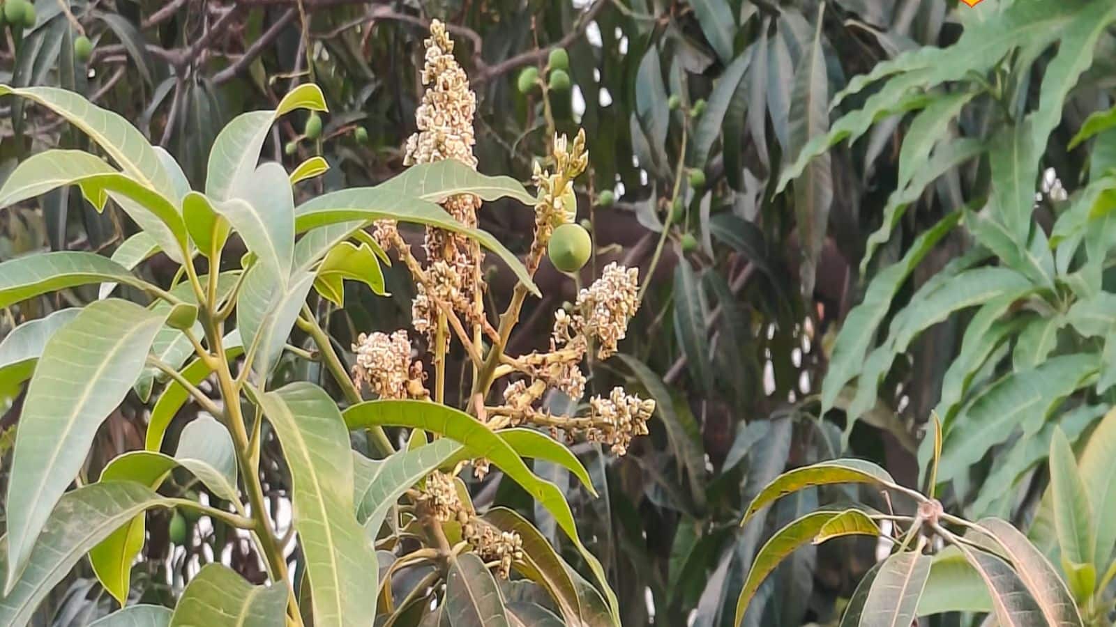 Mango Farming Tips: आम के पेड़ों से झड़ रहे टिकोले? ये आसान उपाय बढ़ा देंगे पैदावार