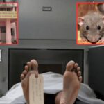 Mirzapur: हाथ का मांस खा गए, कमर में कर दिया आरपार छेद...सरकारी अस्‍पताल के मोर्चरी में रख शव को कुतर गए चूहे; परिजनों ने किया हंगामा