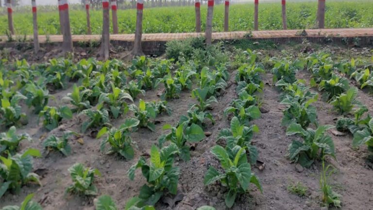 एक खेत में 5 फसलें उगाकर किसान कमा रहे लाखों, जानें पूरा फार्मूला