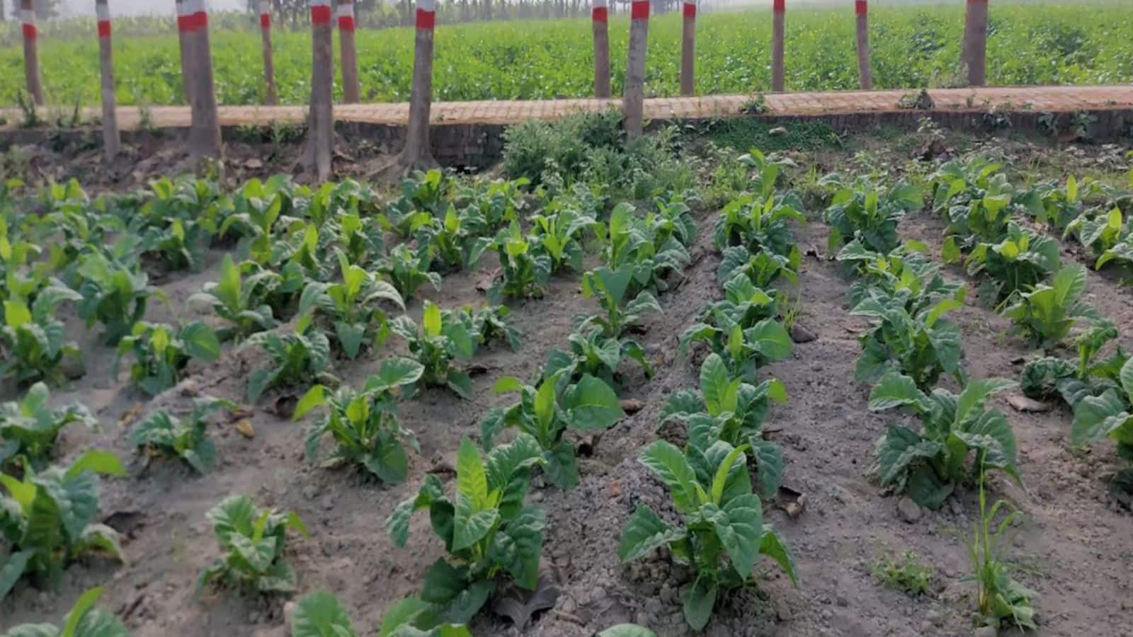 एक खेत में 5 फसलें उगाकर किसान कमा रहे लाखों, जानें पूरा फार्मूला