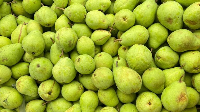 बाबूगोशा और नाशपाती में है बड़ा फर्क, जानें आसानी से पहचानने का तरीका