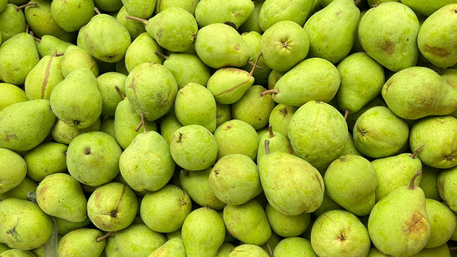 बाबूगोशा और नाशपाती में है बड़ा फर्क, जानें आसानी से पहचानने का तरीका