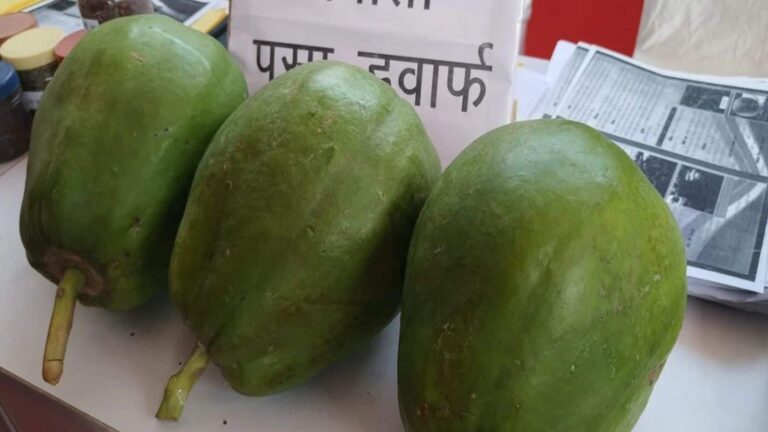 दोगुना वजन, चार गुना फायदा! ये पपीता बदल देगा खेती का खेल