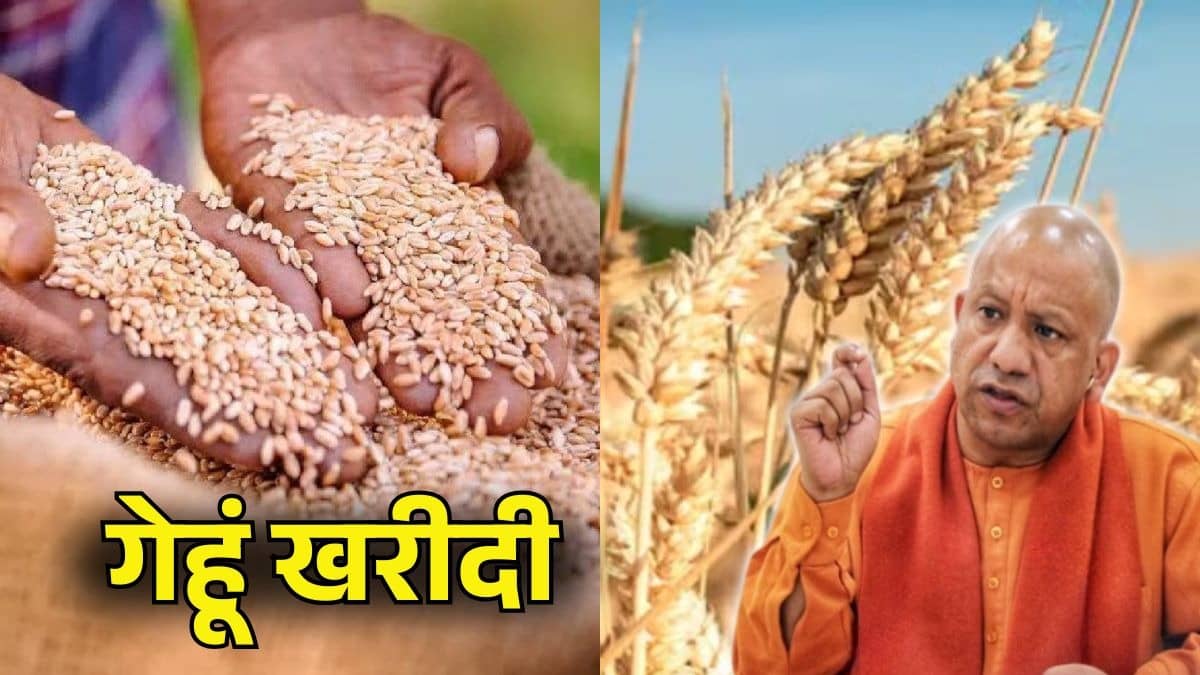 UP Wheat MSP Hike: किसानों को योगी सरकार का बड़ा तोहफा, गेहूं के MSP में भारी बढ़ोतरी; जानें नई दर
