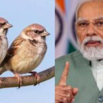 World Sparrow Day 2026: विलुप्त हो रही नन्ही गौरैया... PM मोदी ने साझा की इसकी खासियत और संरक्षण के तरीके, VIDEO