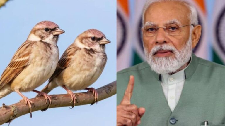 World Sparrow Day 2026: विलुप्त हो रही नन्ही गौरैया... PM मोदी ने साझा की इसकी खासियत और संरक्षण के तरीके, VIDEO