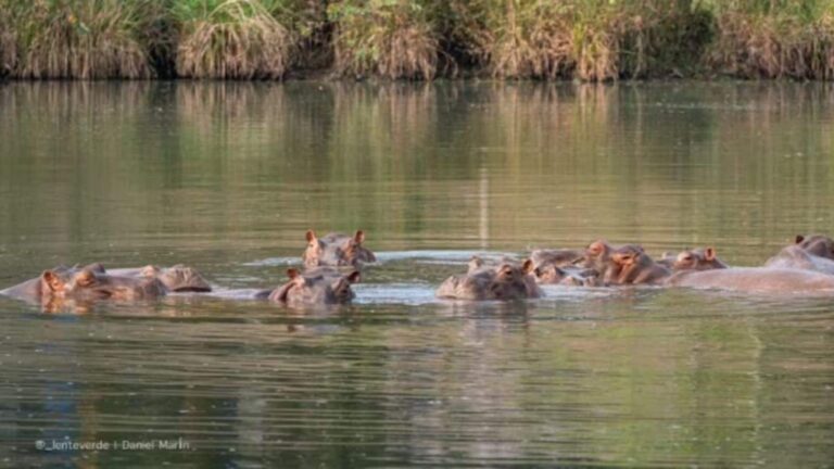 कोलंबिया के 80 हिप्पोपोटामस की जान बचाएंगे अनंत अंबानी! 'वनतारा' में शिफ्ट करने का दिया बड़ा प्रस्ताव