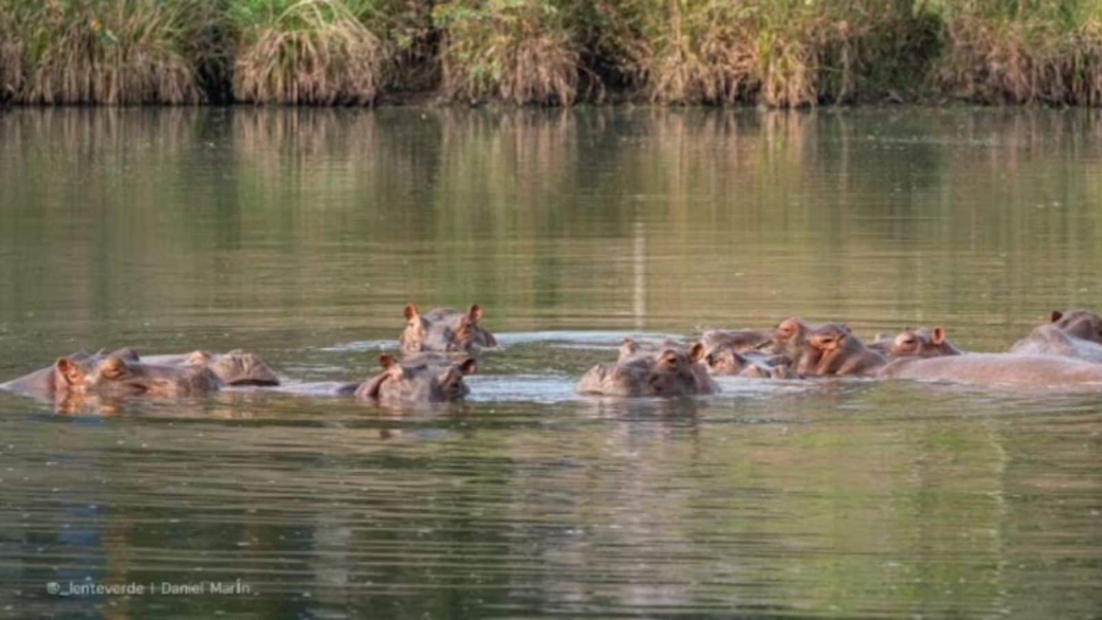 कोलंबिया के 80 हिप्पोपोटामस की जान बचाएंगे अनंत अंबानी! 'वनतारा' में शिफ्ट करने का दिया बड़ा प्रस्ताव