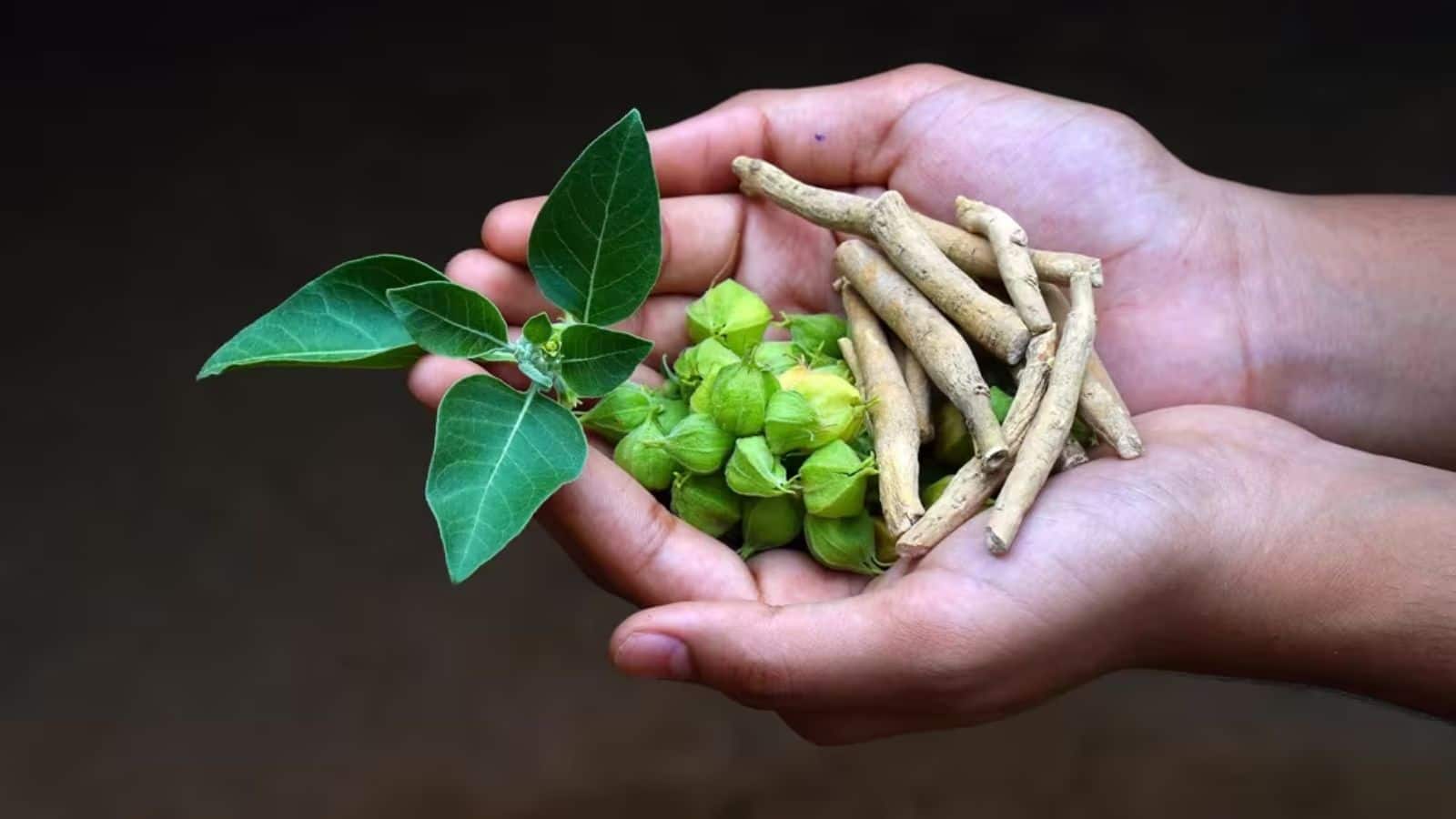 अश्वगंधा के इस्तेमाल को लेकर FSSAI ने जारी किया तगड़ा निर्देश, अगर आप भी सेवन करते हैं तो जान लीजिए ये अपडेट