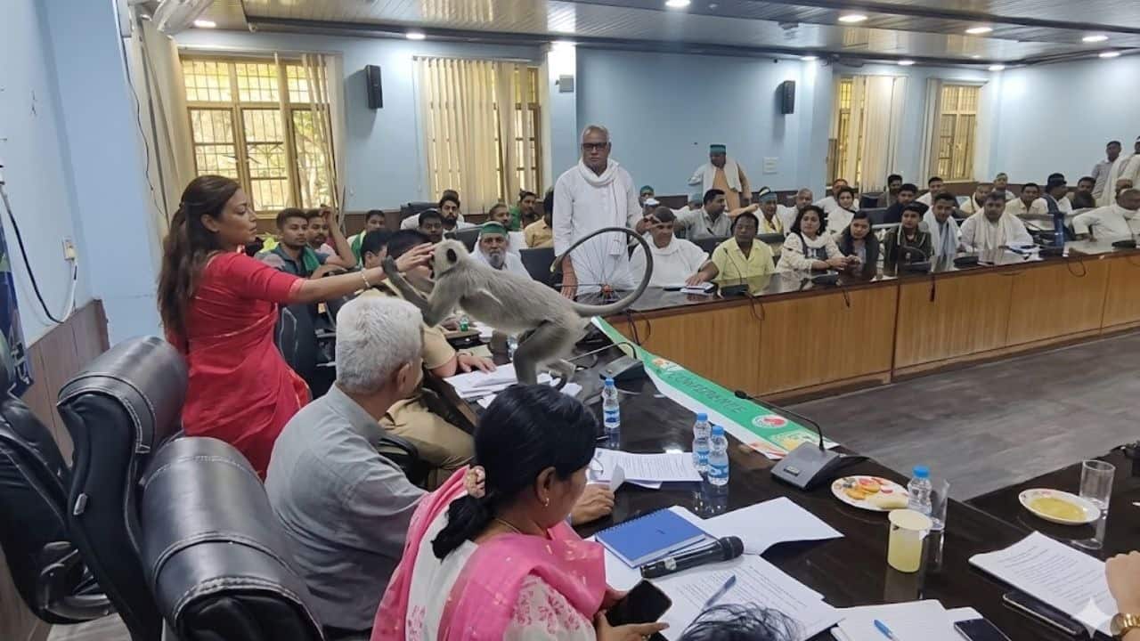 Viral Video DM and Langoor: बागपत DM अस्मिता लाल की बैठक के बीच कूदा लंगूर! अब इसकी कहानी भी जान लीजिए