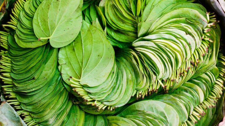 Betel Leaves: सिर दर्द से लेकर एलर्जी तक, पान के पत्ते का ये देसी नुस्खा देगा तुरंत राहत