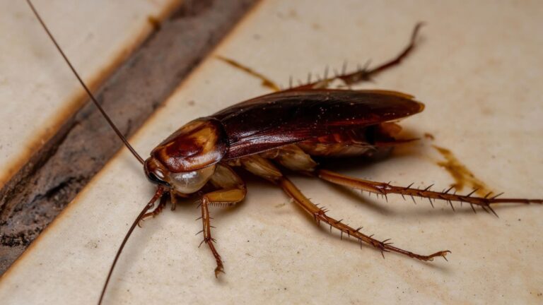 Cockroach prevention tips: घर को बना लिया है कॉकरोच ने ठिकाना? अपनाएं ये आसान उपाय
