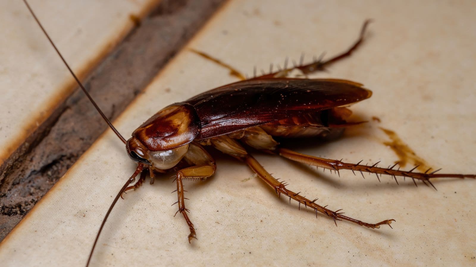 Cockroach prevention tips: घर को बना लिया है कॉकरोच ने ठिकाना? अपनाएं ये आसान उपाय