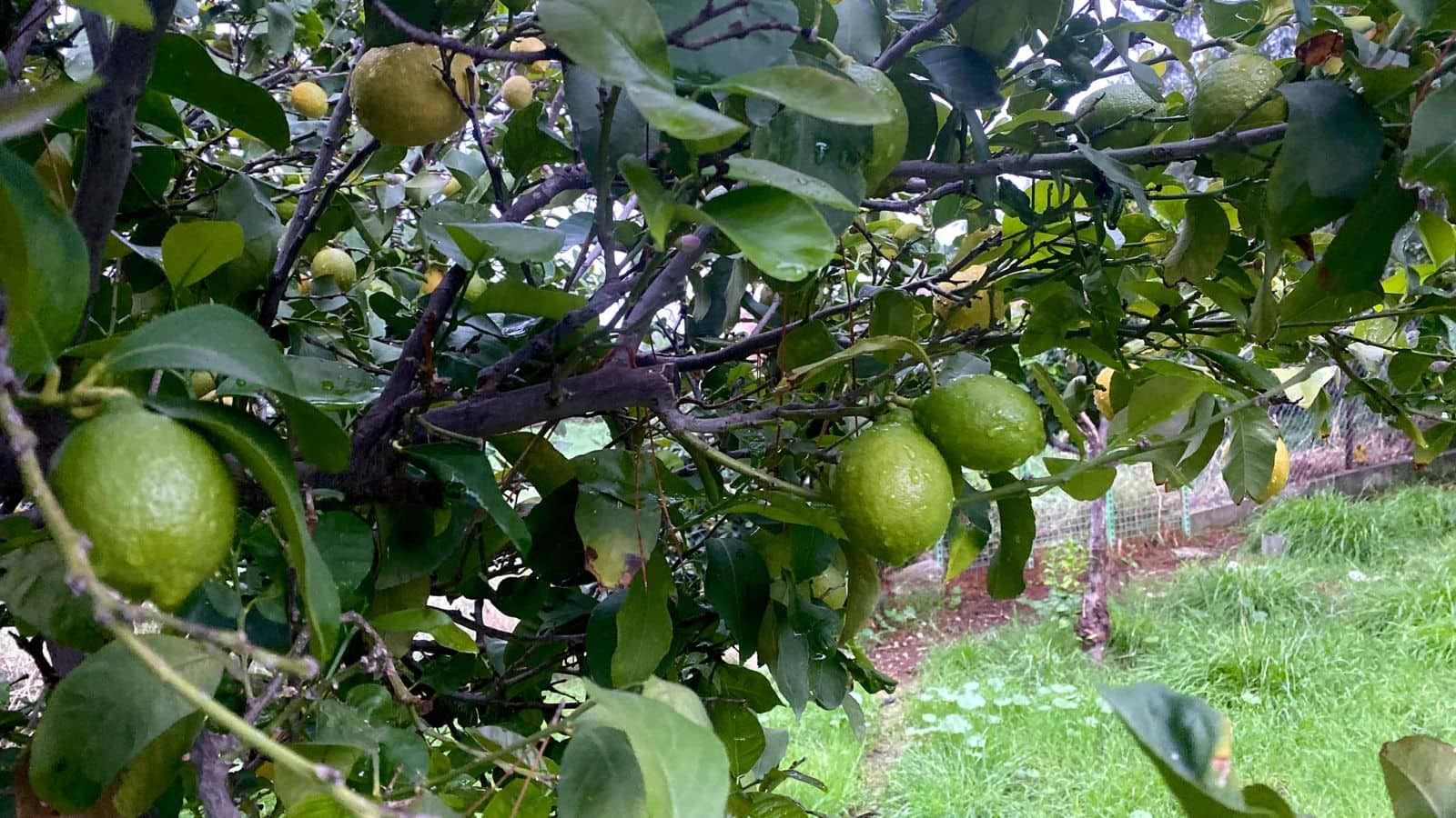 Lemon Farming Tips: नींबू के फूल जल्दी झड़ रहे हैं? अपनाएं ये असरदार किसान टिप्स और बढ़ाएं पैदावार