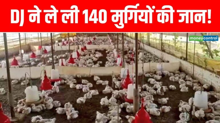 Viral News: यूपी के सुल्तानपुर में DJ के 'कानफाडू शोर' से 140 मुर्गियों की दर्दनाक मौत! कार्डियक अरेस्ट की आशंका, FIR दर्ज