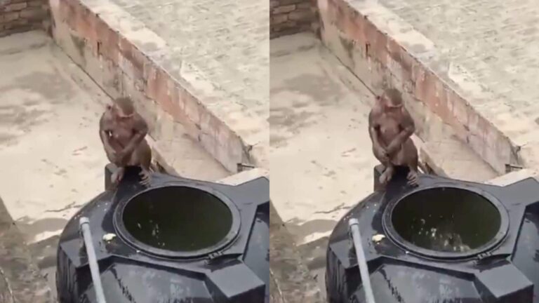 Viral Video: गर्मी से बचने के लिए बंदरों का अनोखा जुगाड़, वीडियो हुआ वायरल