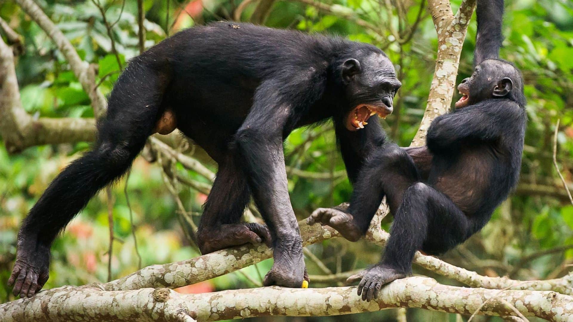 Ngogo Chimp War: अपनों के खून के प्यासे हुए चिंपैंजी, युगांडा के जंगलों में छिड़ा खूनी 'सिविल वॉर', दोस्त ही बने जान के दुश्मन