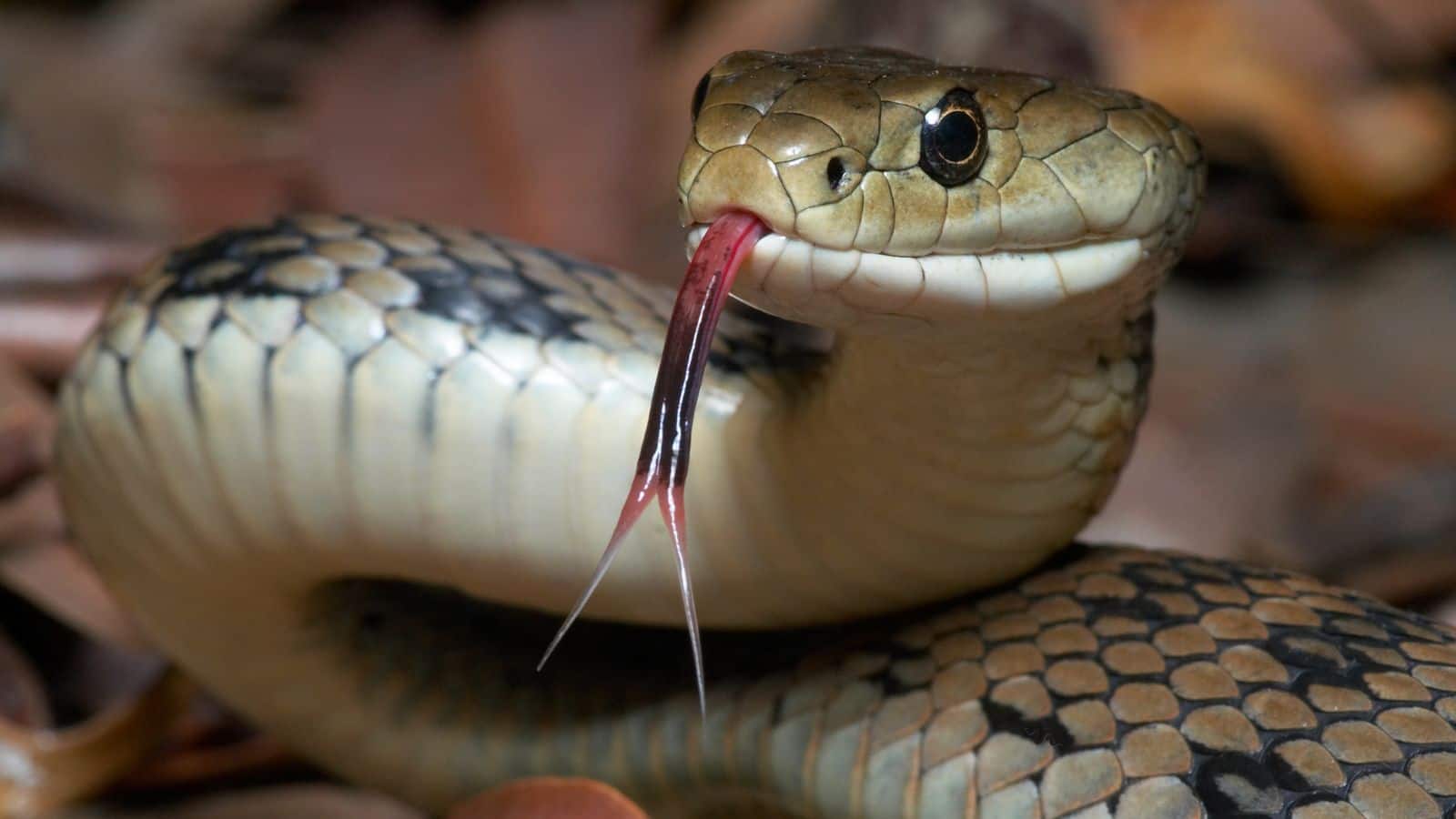Snakes: सांपों को क्या खींचता है घर के अंदर? जानिए असली वजह और बचाव के तरीके