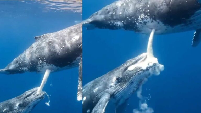 Video: समंदर के अंदर मां का प्यार! व्हेल ऐसे पिलाती है बच्चे को दूध, वीडियो देखकर रह जाएंगे हैरान