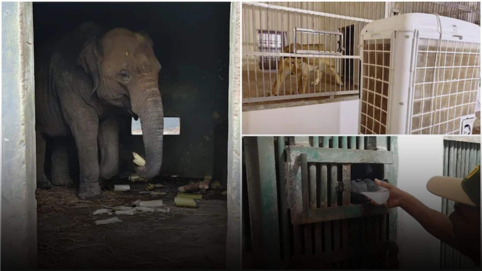 पटना जू में गर्मी से राहत का जुगाड़, जानवरों को मिल रही VIP सुविधाएं