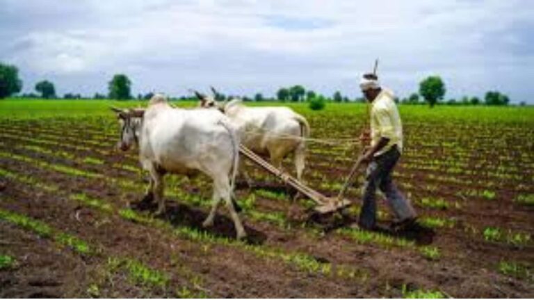 Farming tips: बिहार का देसी जुगाड़ वायरल! कंबल में सोते हैं तरबूज के बीज