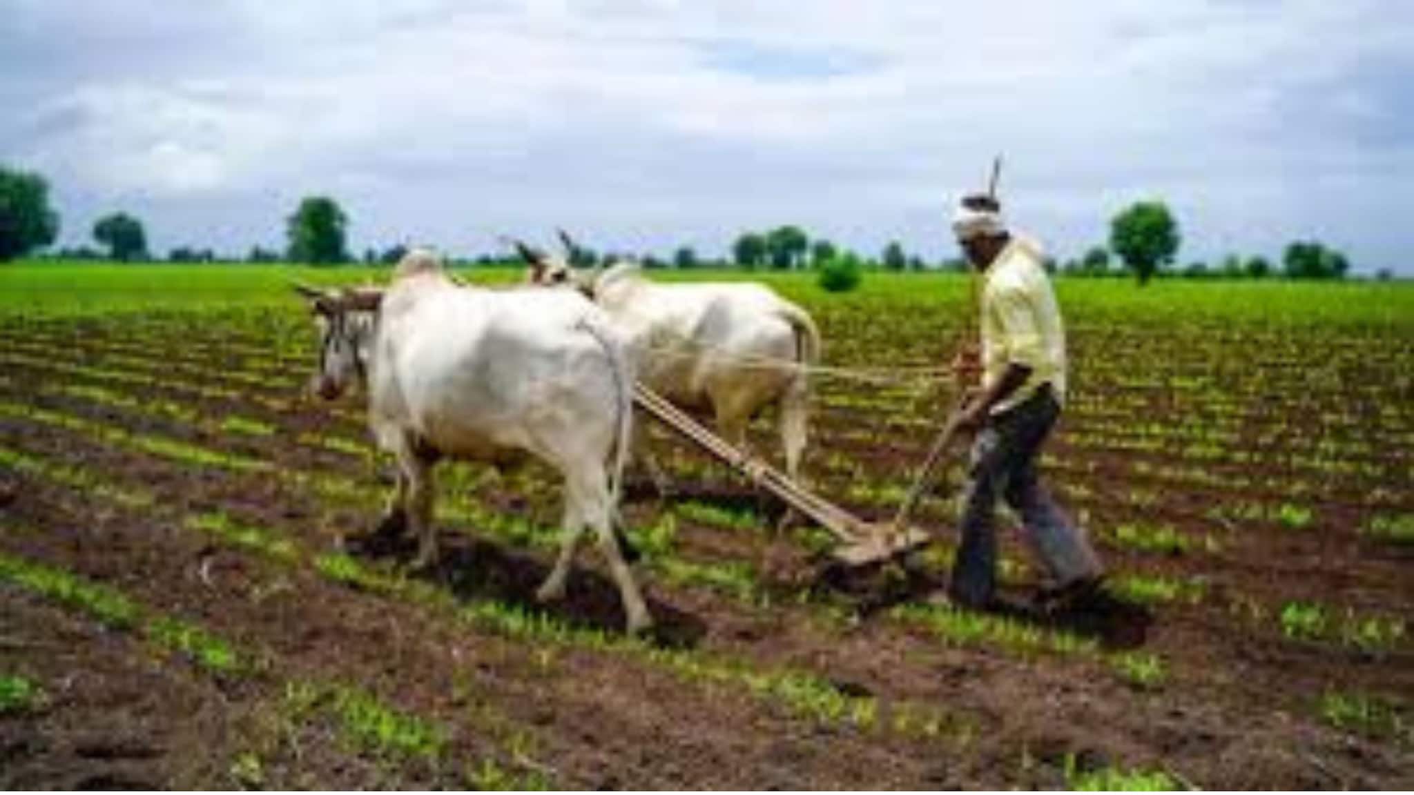 Farming tips: बिहार का देसी जुगाड़ वायरल! कंबल में सोते हैं तरबूज के बीज